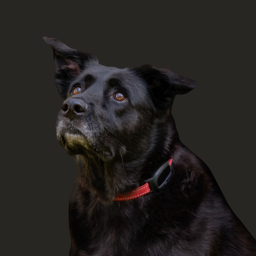 Hunter the dog wearing Petverse GPS tracker