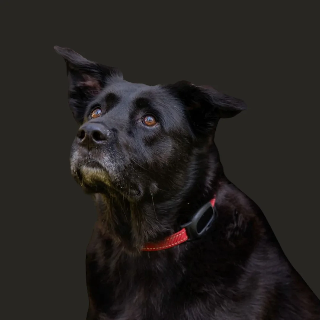 Hunter the dog wearing Petverse GPS tracker